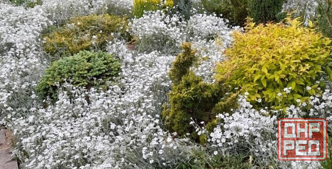 Почвокровные растения Макеевка - изображение 7