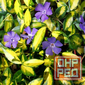 Почвокровные растения Макеевка - изображение 2