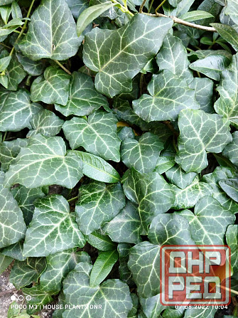 Почвокровные растения Макеевка - изображение 5