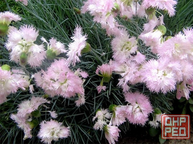 Почвокровные растения Макеевка - изображение 1