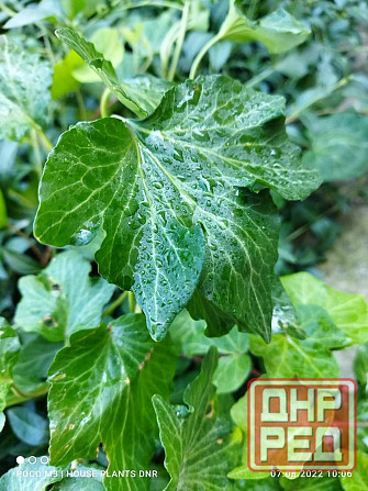 Почвокровные растения Макеевка - изображение 4