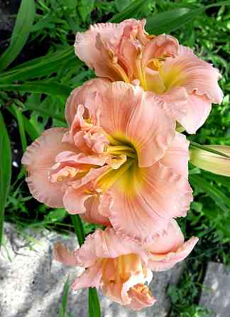 Лилейник Макеевка