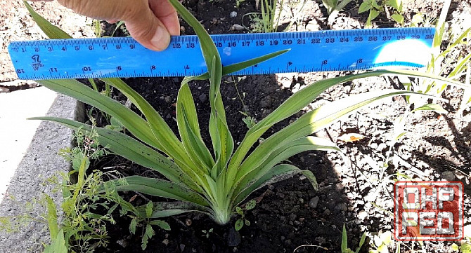 Лилейник Макеевка - изображение 4