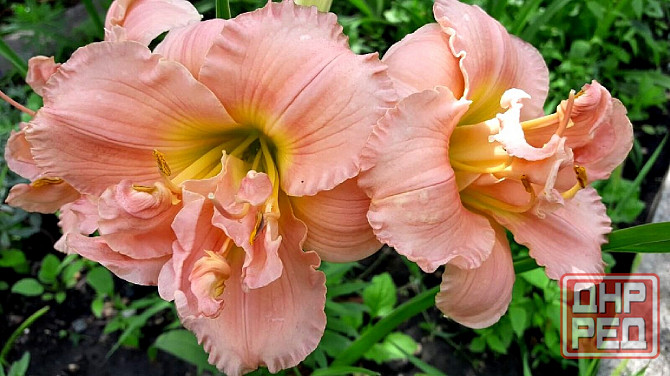 Лилейник Макеевка - изображение 2