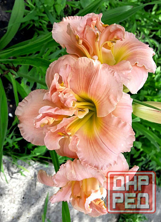 Лилейник Макеевка - изображение 3