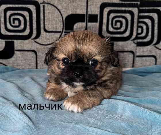 Малыши шитцу Донецк