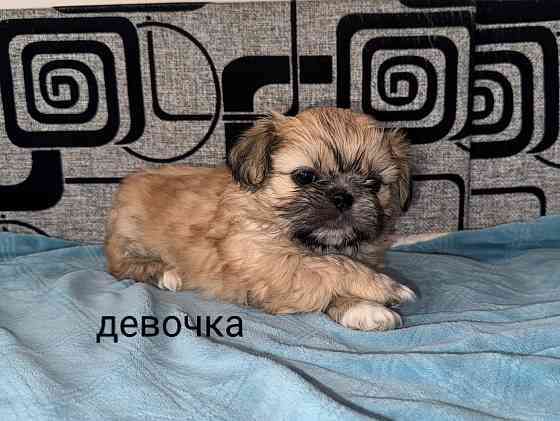 Малыши шитцу Донецк