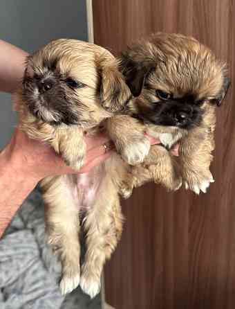 Малыши шитцу Донецк