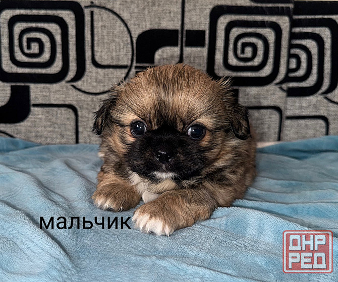 Малыши шитцу Донецк - изображение 3