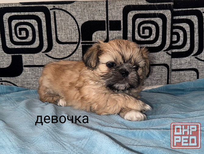 Малыши шитцу Донецк - изображение 2