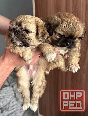 Малыши шитцу Донецк - изображение 1