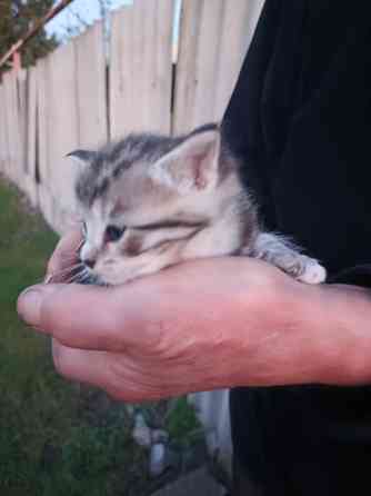 Котята в добрые руки Донецк