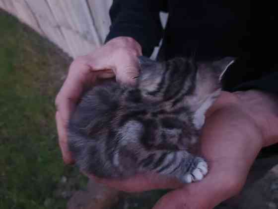 Котята в добрые руки Донецк