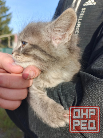 Котёнок в добрые руки Донецк - изображение 2