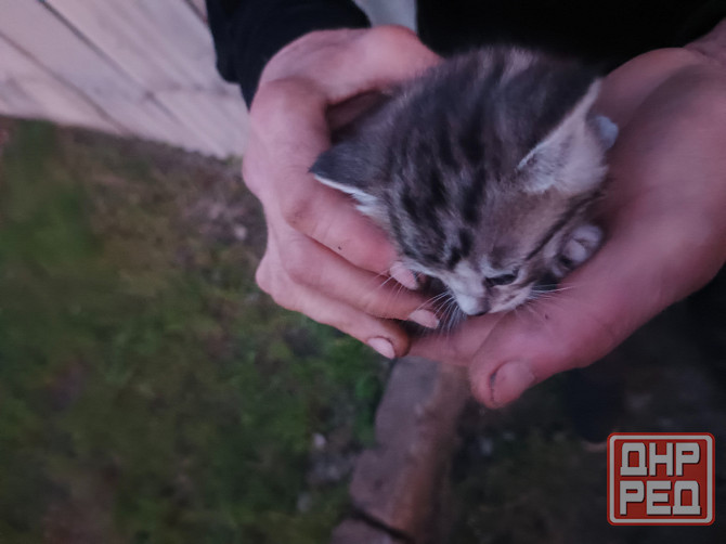 Котята в добрые руки Донецк - изображение 1