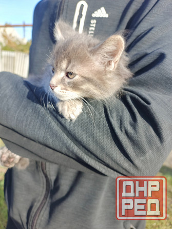 Котёнок в добрые руки Донецк - изображение 1