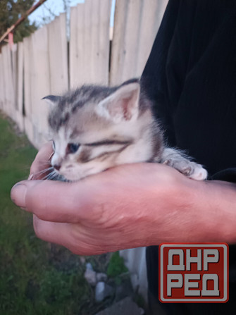 Котята в добрые руки Донецк - изображение 2