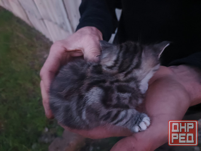 Котята в добрые руки Донецк - изображение 3