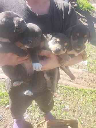 Отдам щенков в добрые руки Донецк