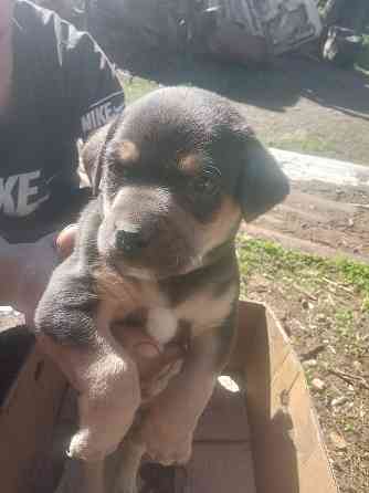 Отдам щенков в добрые руки Донецк