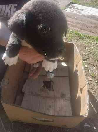 Отдам щенков в добрые руки Донецк