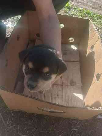 Отдам щенков в добрые руки Донецк