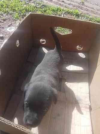 Отдам щенков в добрые руки Донецк