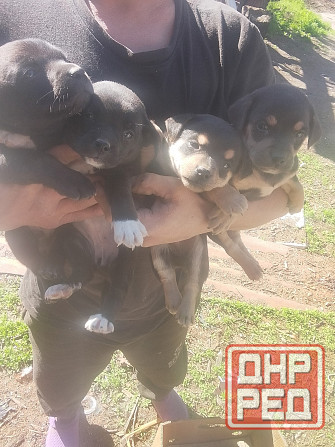 Отдам щенков в добрые руки Донецк - изображение 1