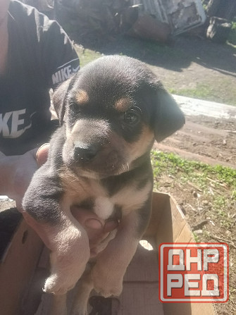 Отдам щенков в добрые руки Донецк - изображение 3