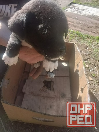 Отдам щенков в добрые руки Донецк - изображение 2