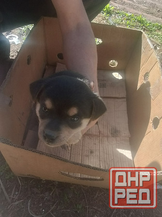 Отдам щенков в добрые руки Донецк - изображение 4