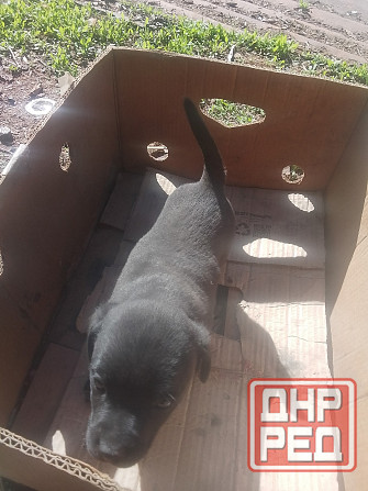 Отдам щенков в добрые руки Донецк - изображение 5