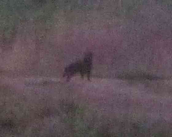 Будут "рублёвку" о танке брать Донецк