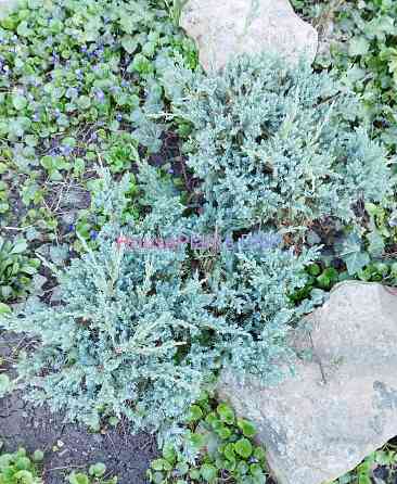 Можжевельники Макеевка