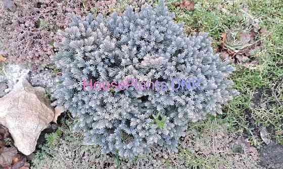 Можжевельники Макеевка