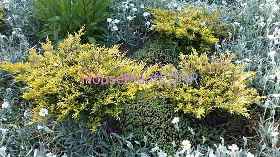 Можжевельники Макеевка