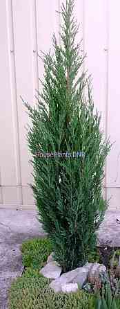 Можжевельники Макеевка