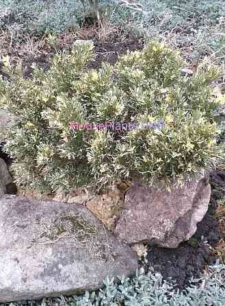 Можжевельники Макеевка