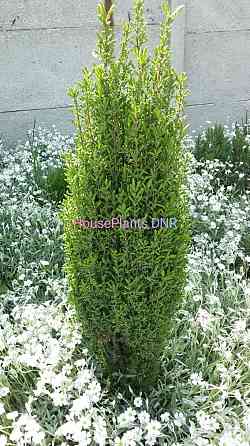 Можжевельники Макеевка