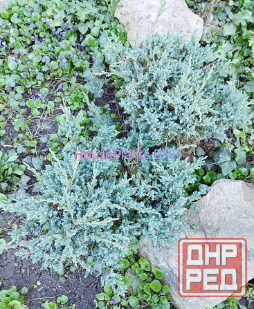 Можжевельники Макеевка - изображение 5