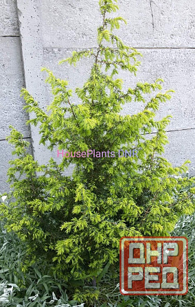 Можжевельники Макеевка - изображение 7