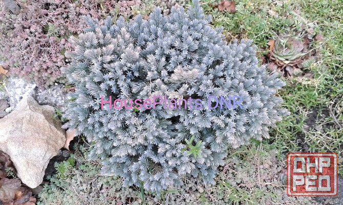 Можжевельники Макеевка - изображение 1