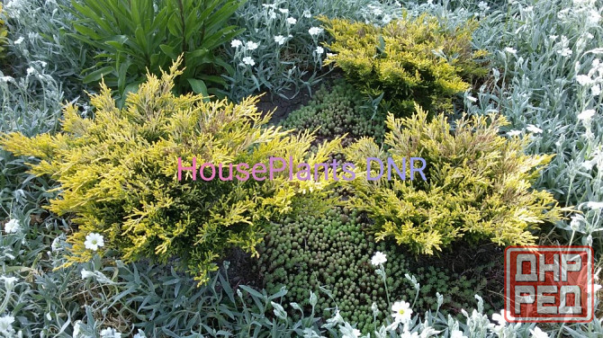 Можжевельники Макеевка - изображение 6