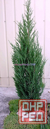 Можжевельники Макеевка - изображение 3