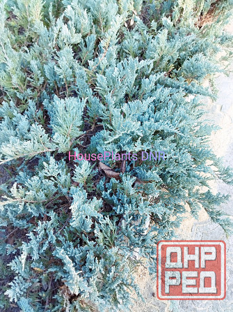 Можжевельники Макеевка - изображение 8