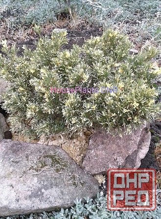 Можжевельники Макеевка - изображение 2