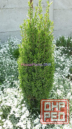 Можжевельники Макеевка - изображение 4