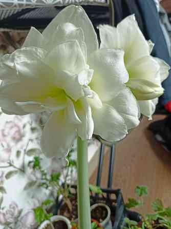 гиппеаструм Альфреско Макеевка