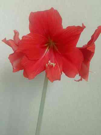 гиппеаструм Альфреско Макеевка