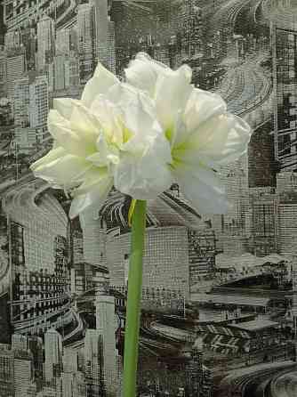 гиппеаструм Альфреско Макеевка